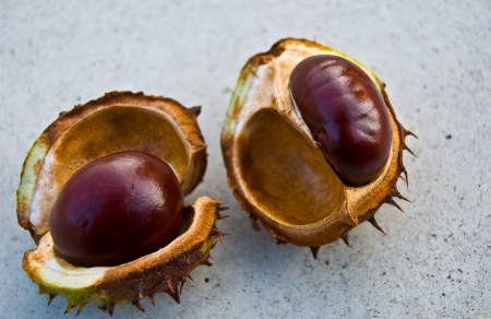 close-up of fresh chestnuts inside their skinの写真素材