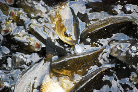 swarm of fish near the water surface
