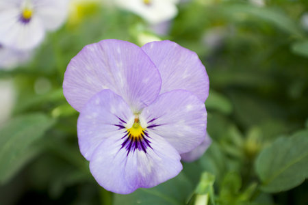 Pansy flower
