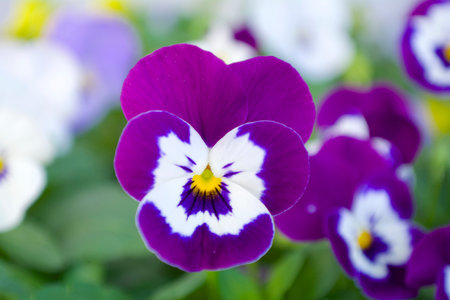 Pansy flower