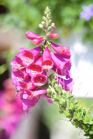 Pink Foxglove flowerの写真素材