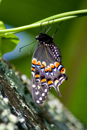 Butterflyの写真素材