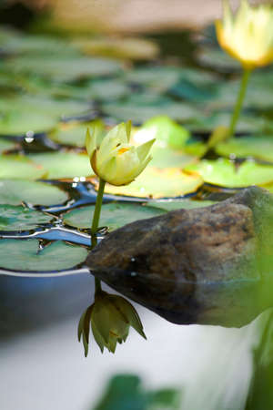 Lily waterの写真素材