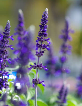 Lavender flowerの写真素材