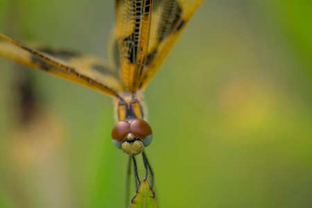  Dragonfly s eyesの写真素材