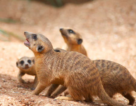 Meerkat-3の写真素材