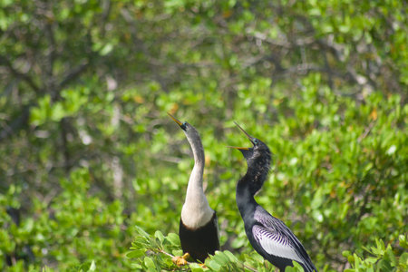 Anhinga-Water birdsの写真素材