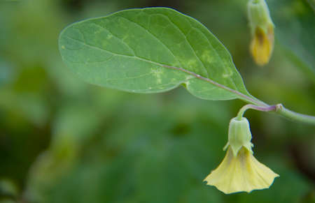 Wildflowerの写真素材