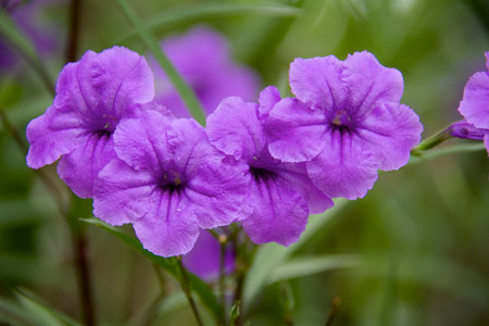 Purple flowers