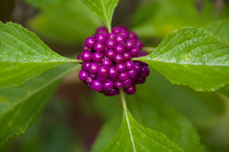 purple berryの写真素材