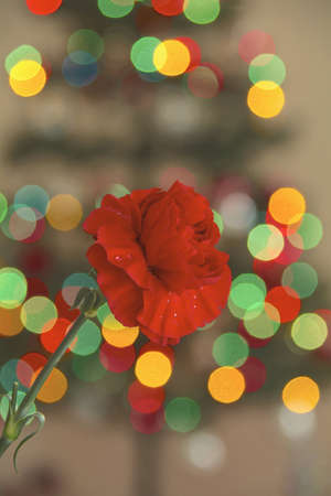 Red carnation with bokehs .の素材