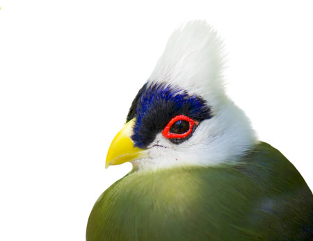 Whitecrested Turaco
