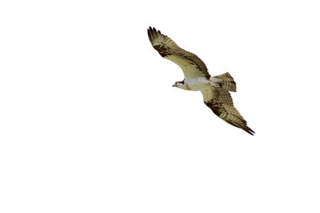 Hawk on white background1の写真素材