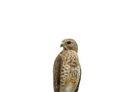 Hawk on white background.の写真素材
