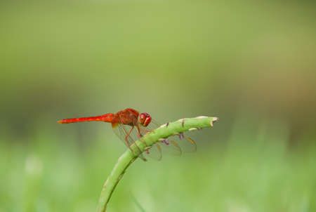 Scarlet Darter Dragonflyの写真素材