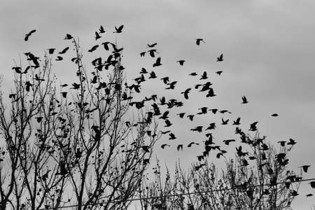 Black birds and cloudy day3の写真素材