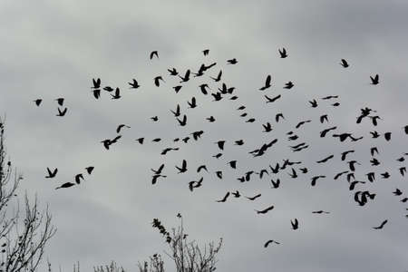 Black birds and cloudy day2の写真素材