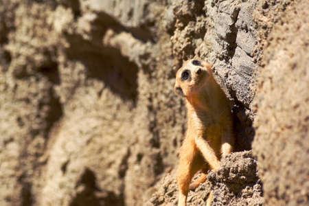Meerkat looking upの素材