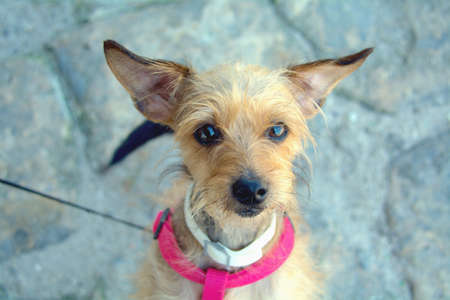 Cute dog needs a new homeの素材