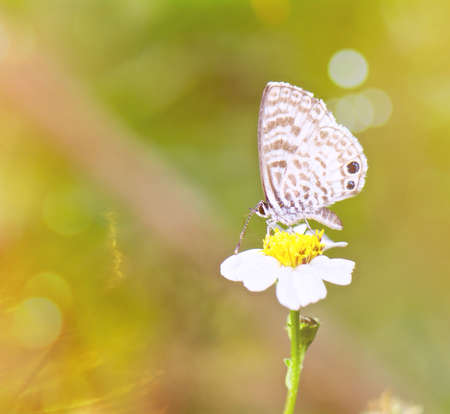 Marina blue butterfly on wildflowerの素材