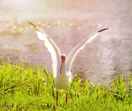White ibis drying her wingsの素材