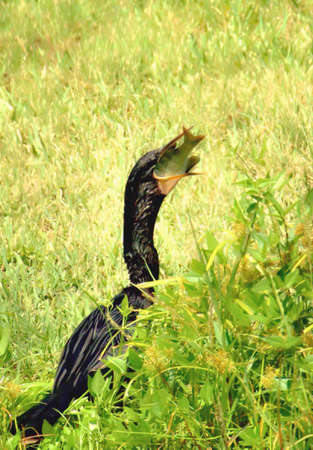 Cormorants eating fish.の素材