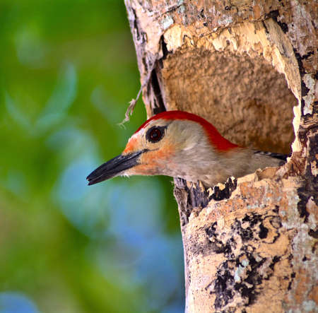 Woodpecker in the tree.の素材