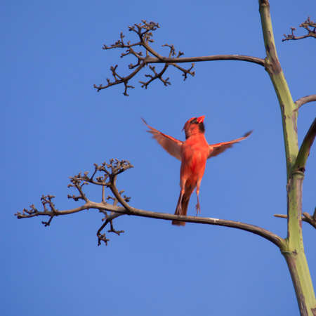 Red Cardinal flyingの素材