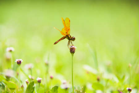 Dragonfly on grass with grassland green backgroundの写真素材