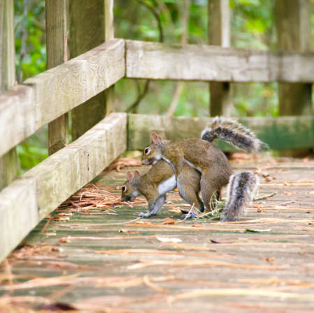 Mating pair of squirrels in the springtimeの写真素材