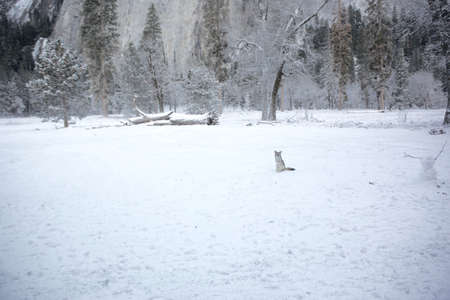 Fox sitting on white snowの素材