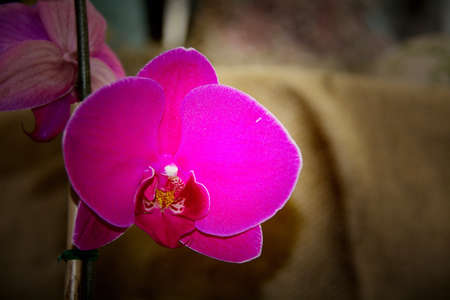 Purple orchidsの素材