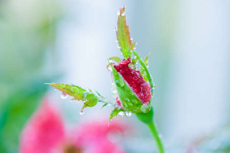 Blooming red rose and reflection water drops with blurry backgroundの素材
