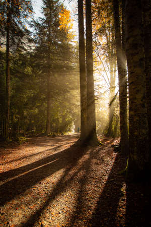 Trekking through the national park at sunrise with the sun between the treesのeditorial素材
