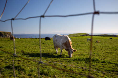 A brown cow in the center of the picture grazing along with other cows on a green meadow facing the sea in Northern Ireland on a sunny day with a cloudless blue skyのeditorial素材