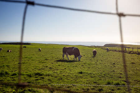 A brown cow in the center of the picture grazing along with other cows on a green meadow facing the sea in Northern Ireland on a sunny day with a cloudless blue sky.のeditorial素材