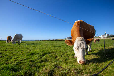 A brown cow grazing alongside other cows in a beautiful green meadow in Northern Ireland with a radiant blue cloudless skyのeditorial素材