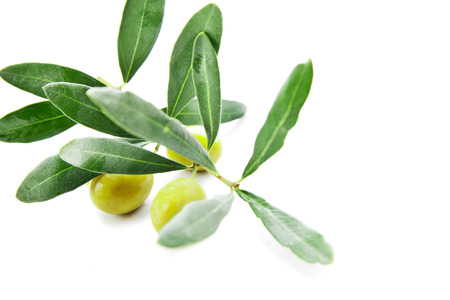 Olives with leaves on branch isolated on a white backgroundの写真素材