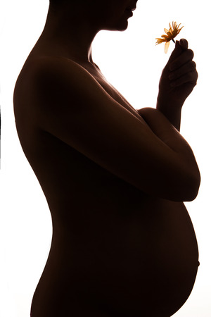 Silhouette of pregnant woman holding flower over white backgroundの写真素材