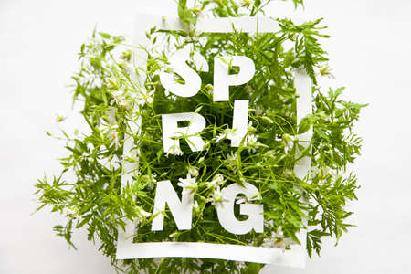 Frame with Spring inscription on green plantsの写真素材