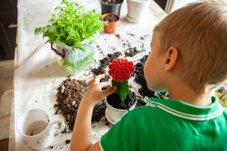 Anonymous boy planting cactus in pot at homeの写真素材