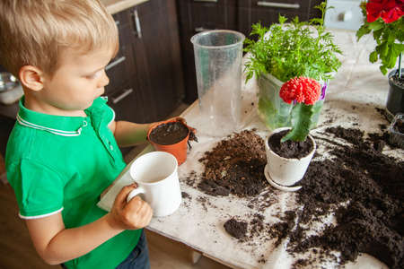 Boy watering cactus on table at homeの写真素材