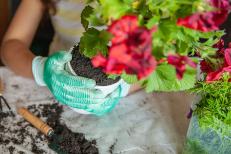 Crop woman gardening on table at homeの写真素材