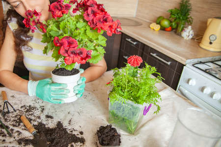Crop woman gardening on table at homeの写真素材