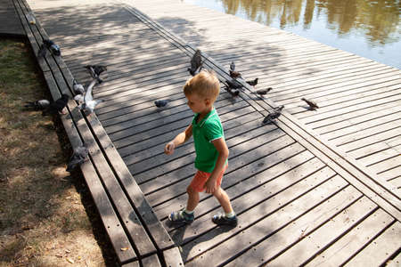 Little kid feeding pigeons on street in summer day in parkの写真素材
