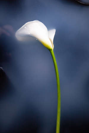 Calla flower in dark bathroom with white waterの写真素材