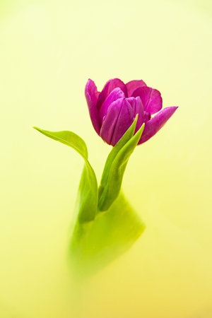 Tulip flower in bath with yellow water