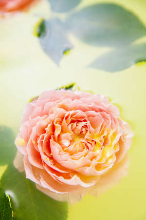 Rose buds and leaves in yellow water in bathの写真素材