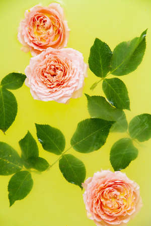 Rose buds and leaves in yellow water in bathの写真素材