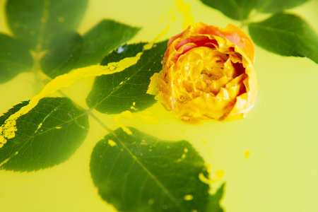 Rose flowers in bath with yellow waterの写真素材